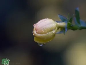 2017年谷雨是几月几号?2017年谷雨是哪一天?