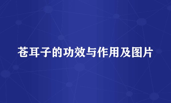 苍耳子的功效与作用及图片
