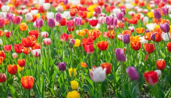紫色郁金香花语 紫色郁金香花语是什么