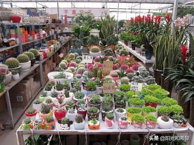 花卉批发一般去哪里呢?