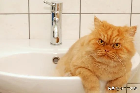 训练猫的基本方法?