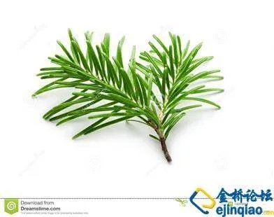 CV冷杉的介绍