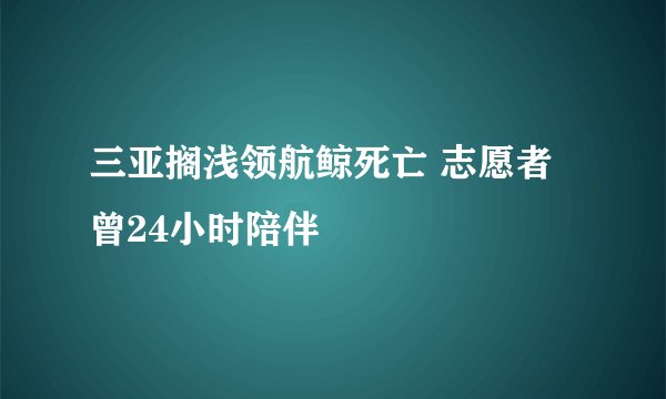 三亚搁浅领航鲸死亡 志愿者曾24小时陪伴