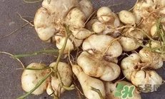 土瓜是凉性还是热性？土瓜是寒性还是热性？