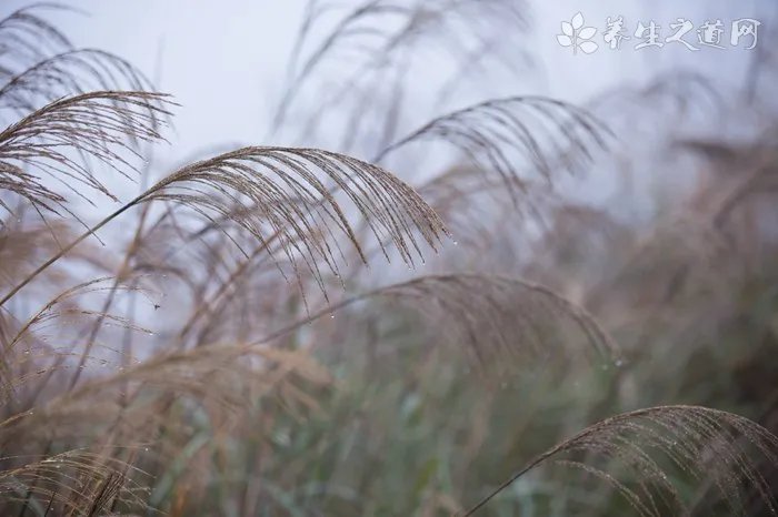 元宝草的功效与作用