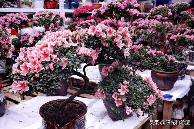 花卉批发一般去哪里呢?