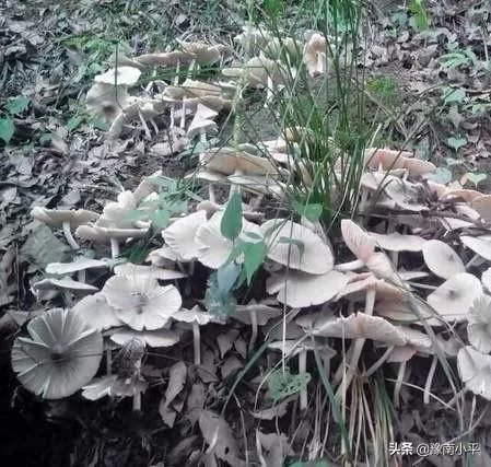 鸡枞与白毒伞的区别是什么?