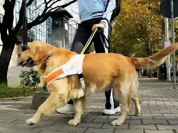 安阳“狗咬人”事件,王新刚一直不道歉底气何来?