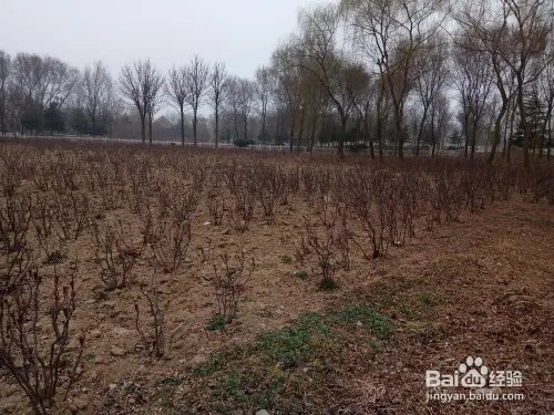 游玩菏泽牡丹园攻略(近期)