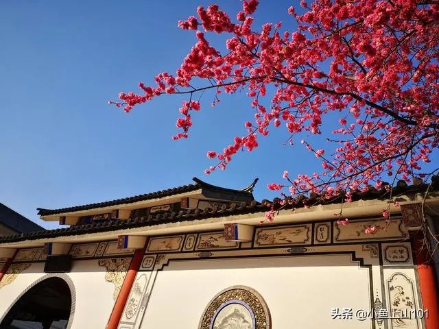 大理大学的樱花真的很多吗?好看吗?