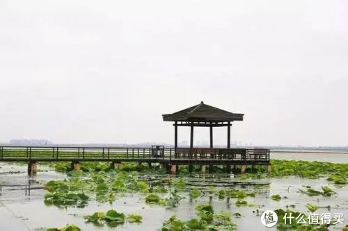 阳澄湖景区游玩攻略 阳澄湖莲花岛全攻略