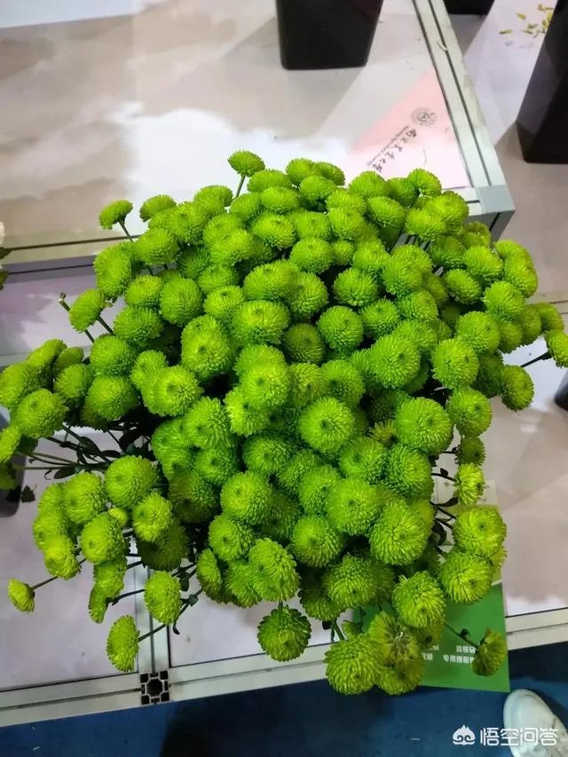 杨凌农高会有哪些新品种？