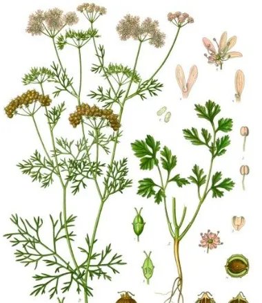 芫荽怎么读