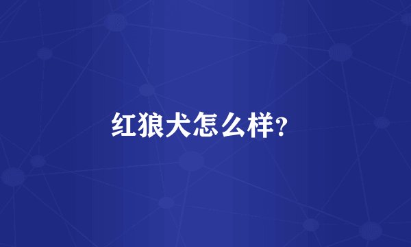 红狼犬怎么样？
