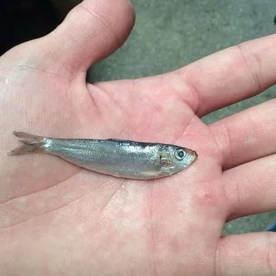 宝宝喝什么鱼汤最好 小宝宝吃鱼最佳食谱