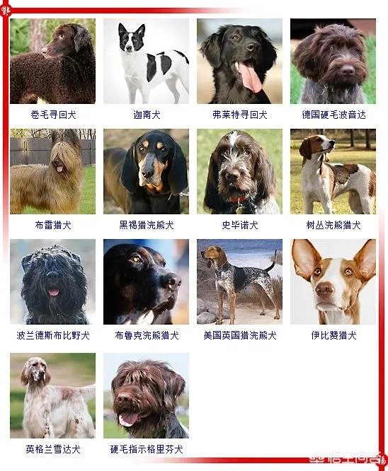 现存的狗狗有450多种,常见的有哪些呢?