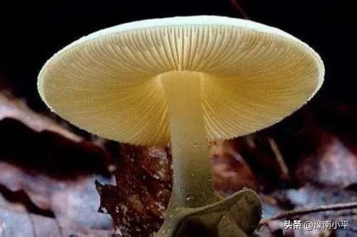 鸡枞与白毒伞的区别是什么?