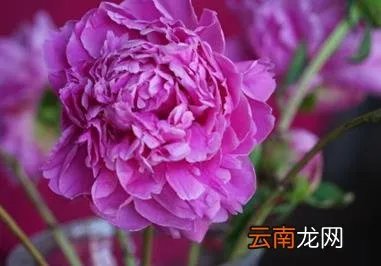芍药花的养殖方法和注意事项