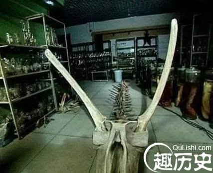 1934年营口坠龙事件 其中真相竟然是这样的