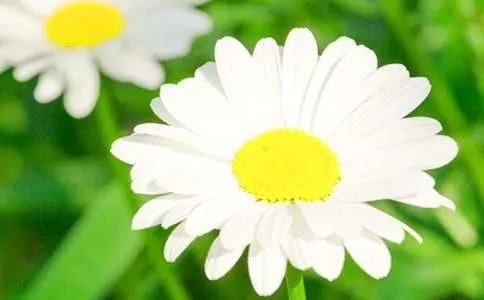 《题菊花》黄巢唐诗鉴赏
