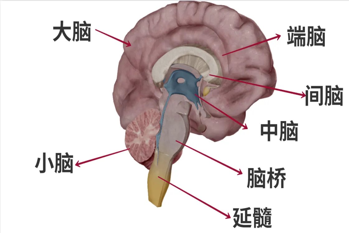 大脑内部结构图
