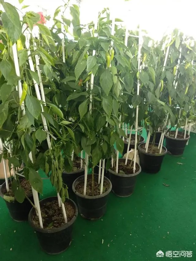 杨凌农高会有哪些新品种？