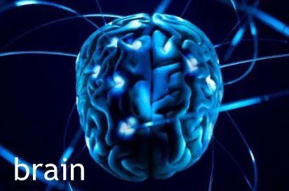brain+blog是什么意思？