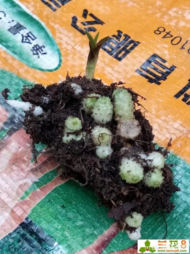 怎样才能找到兰花龙蛋?