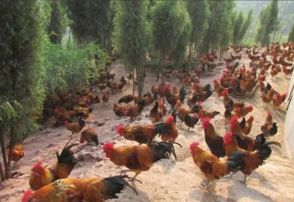 农村有什么致富的门路吗?