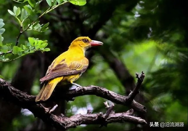 小溪泛尽却山行的“却”是什么意思?