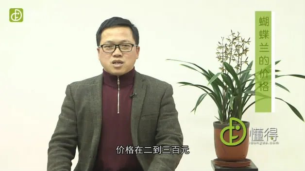 蝴蝶兰价格