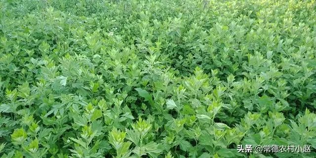 野生艾叶图片