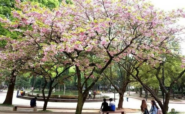 大理大学的樱花真的很多吗?好看吗?