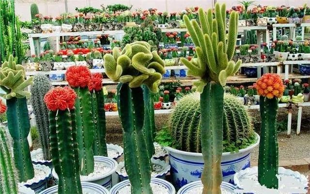 花卉批发一般去哪里呢?