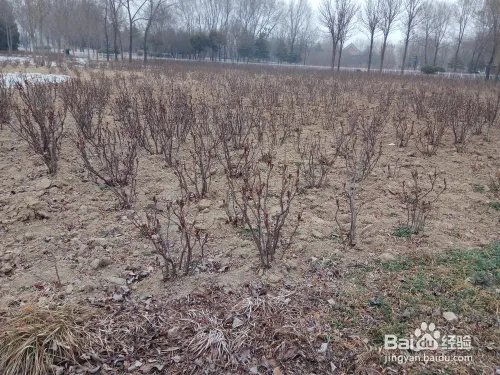 游玩菏泽牡丹园攻略（近期）