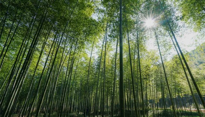 楠竹是什么材质 楠竹是什么材质啊