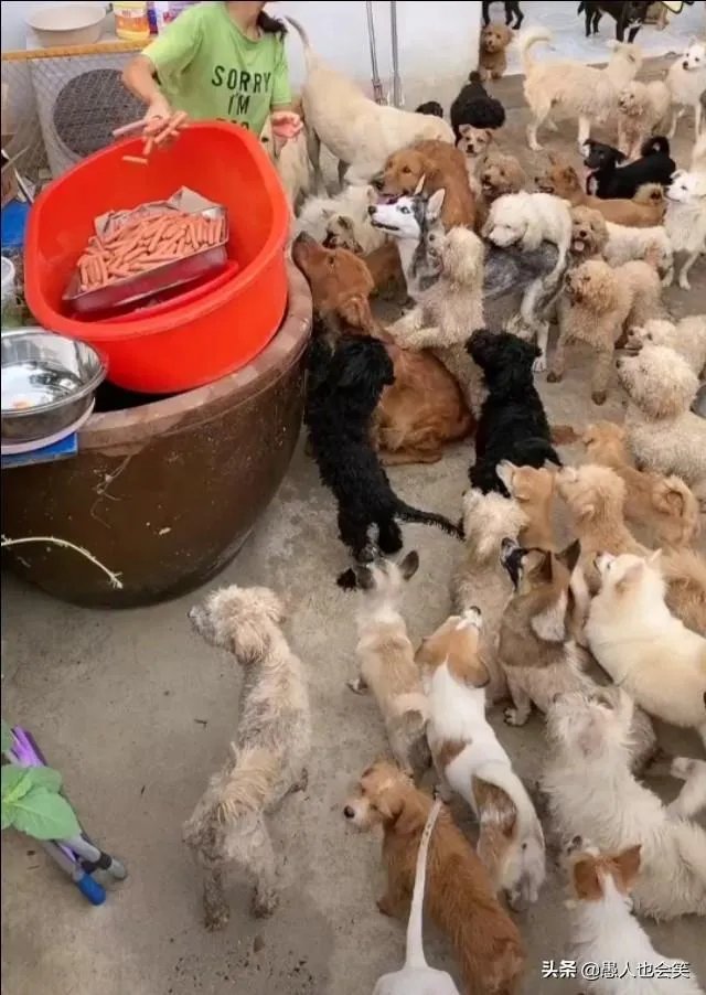 有女人说狗是她的伴侣,狗比人忠诚,比养熊孩子好,你怎么看?