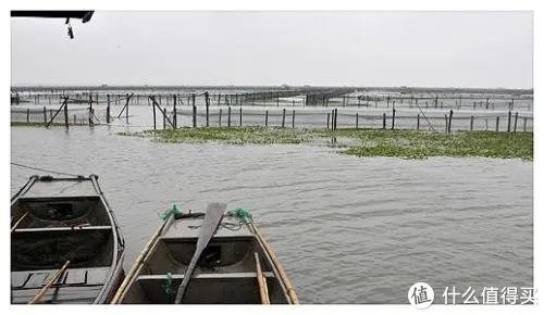 阳澄湖景区游玩攻略 阳澄湖莲花岛全攻略