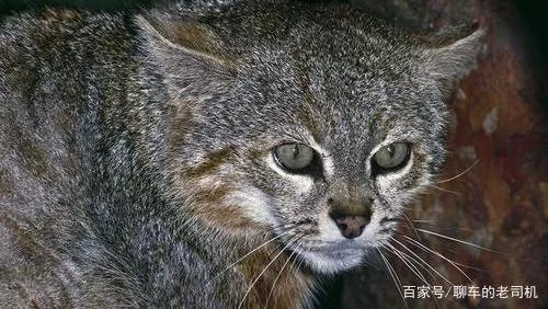 爱好越野车的车友,为什么会给三菱帕杰罗叫“山猫”?