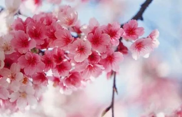サクラ 和 さくら 日文都是“樱花”的意思吗？有什么区别吗？