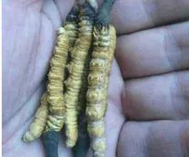 冬虫夏草酒的价格
