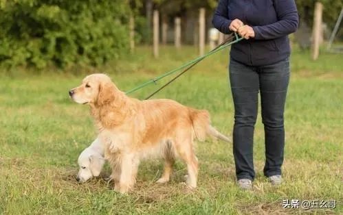 有女人说狗是她的伴侣,狗比人忠诚,比养熊孩子好,你怎么看?