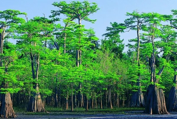 种一亿颗树就可以拯救地球,为什么没有一个国家愿意付出行动?