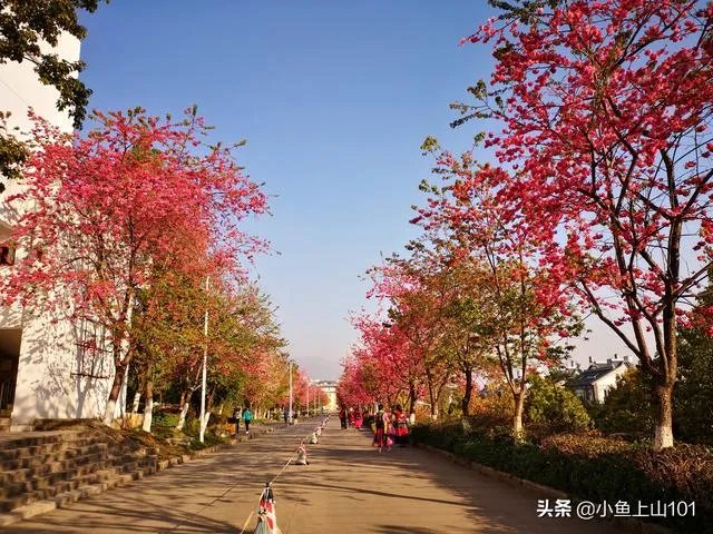 大理大学的樱花真的很多吗?好看吗?