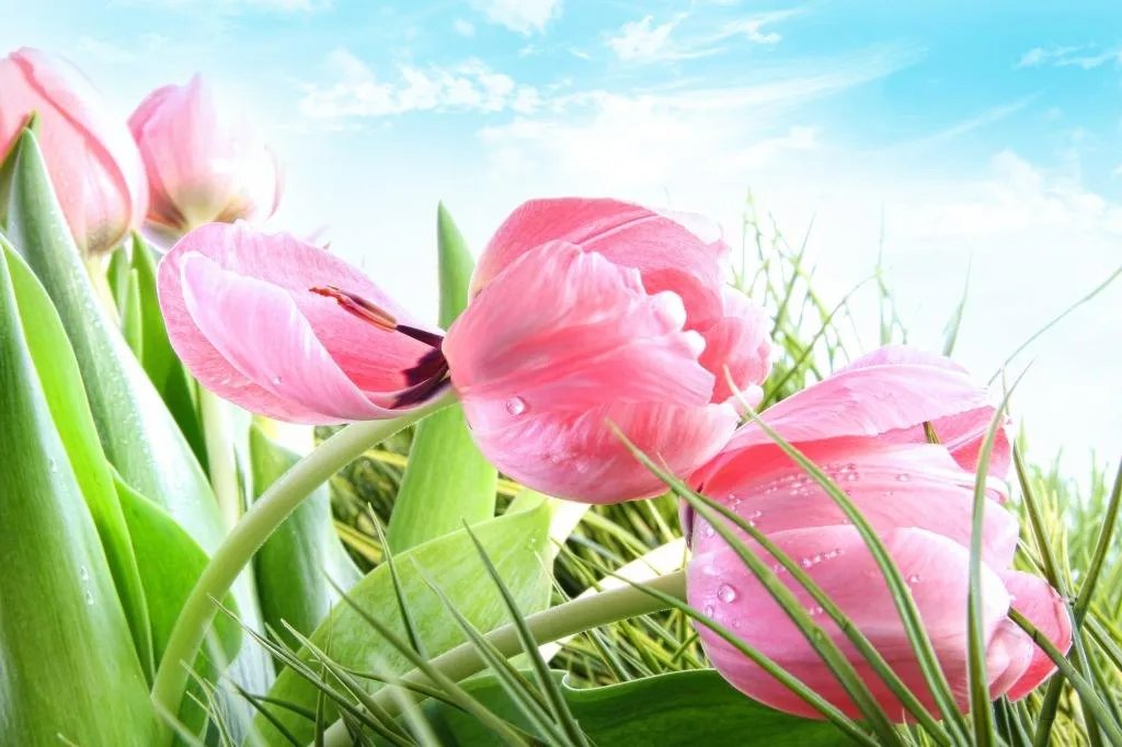 给老师送什么花比较好 不同的花代表不同的寓意