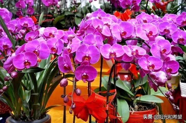 花卉批发一般去哪里呢?