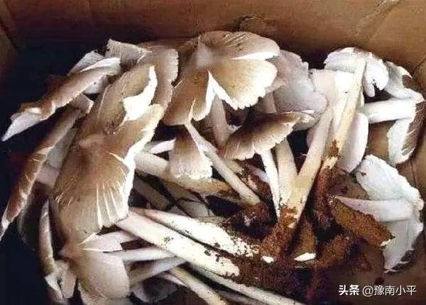 鸡枞与白毒伞的区别是什么?