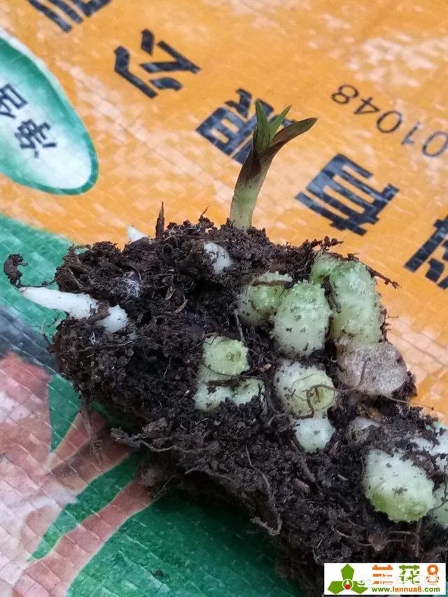 怎样才能找到兰花龙蛋?