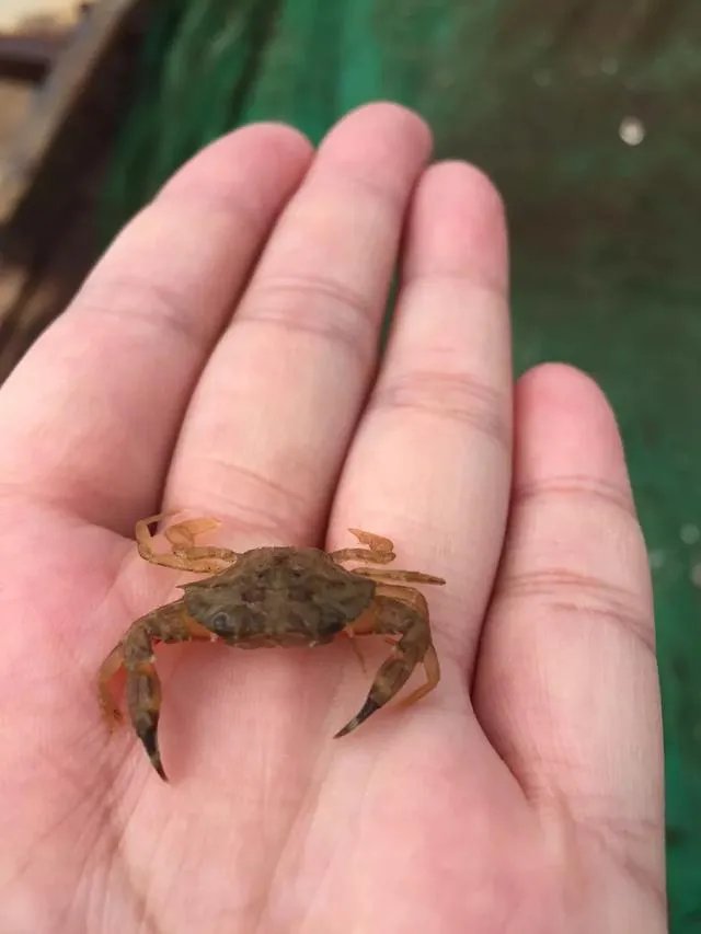 葫芦岛的东戴河和北戴河有啥关系吗?