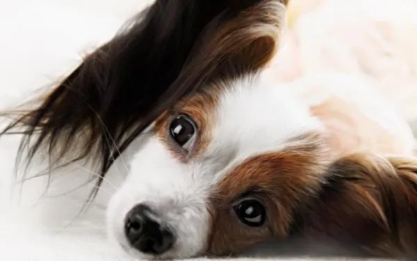 如何判断是蝴蝶犬幼犬